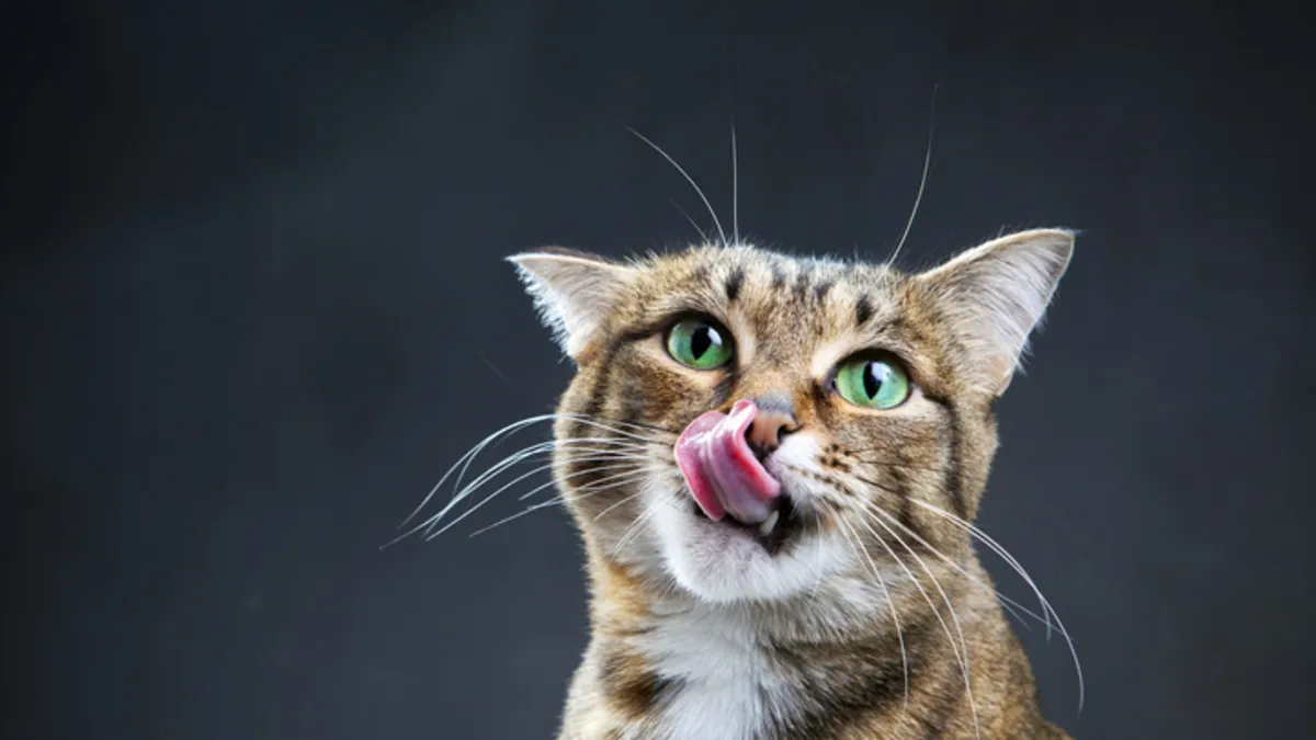 Kediler meğer konuşuyormuş! Bilim insanları ispatladı: Her hareketin gizli anlamı...