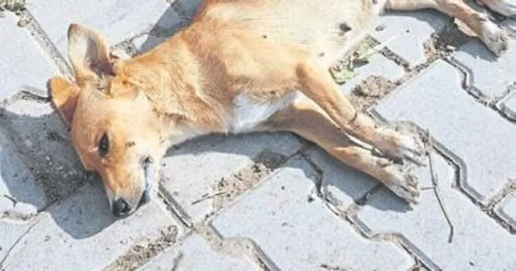 Bandırma’da kedi köpek katliamı