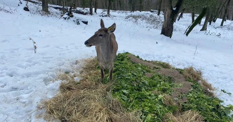 Kış şartlarında ormandaki geyikler için 98 bin 500 ton yem bırakıldı