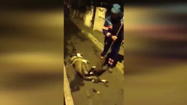 Üsküdar'da Temizlik işçisinin köpek sevgisi görenleri duygulandırdı: Üç-dört günde bir mutlaka tarattırır | Video