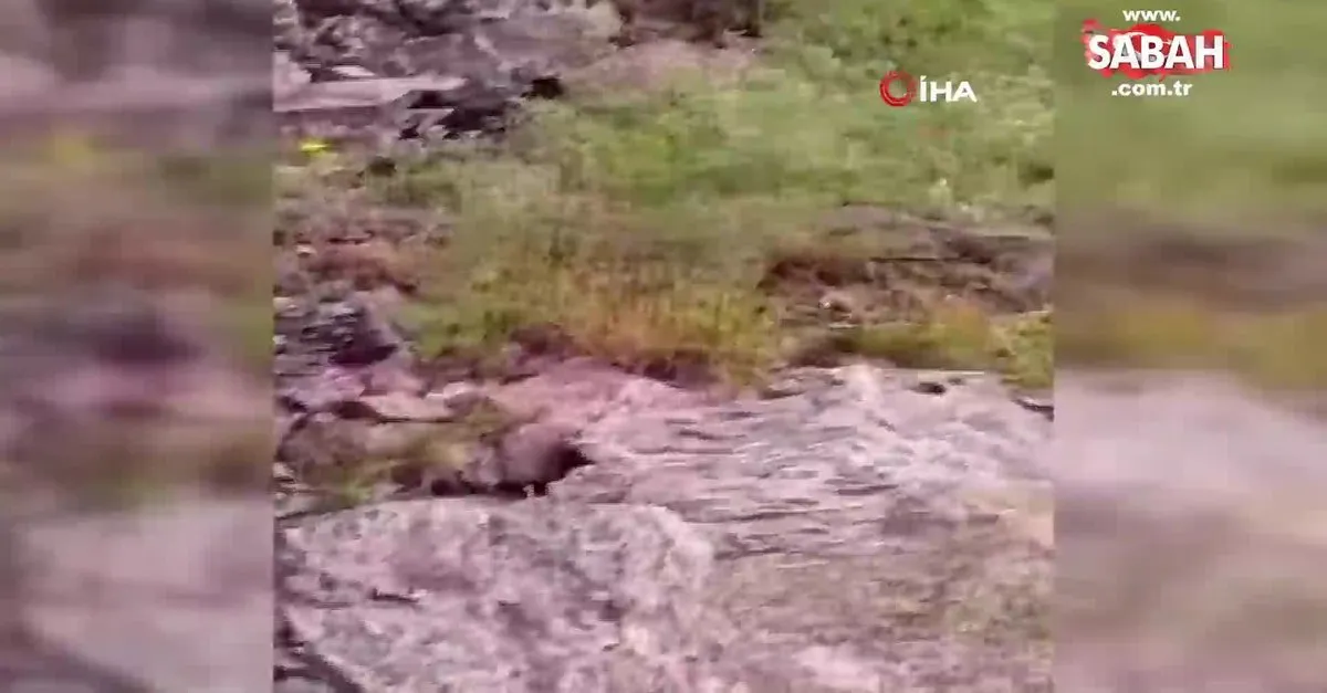 turkiye nin zehri en olumcul ve en buyuk yilani mus ta goruldu video