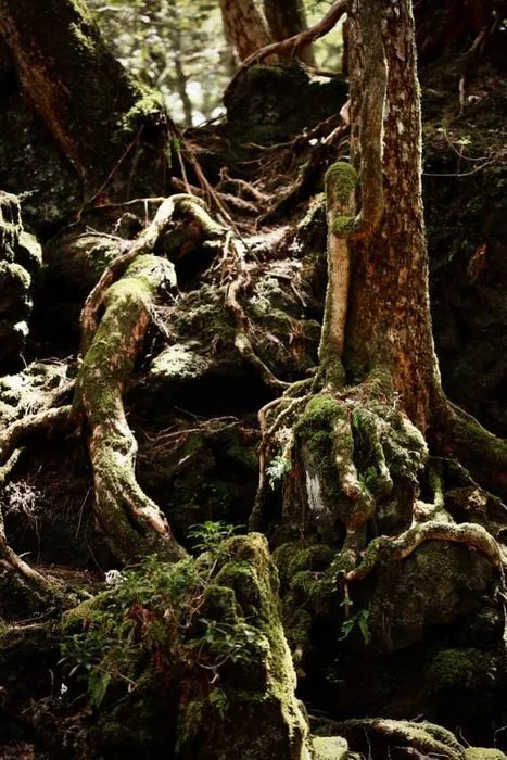 İntihar ormanı: Aokigahara
