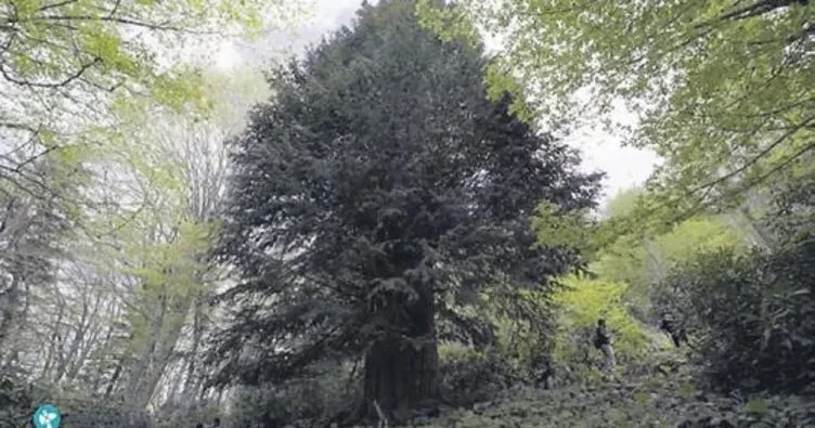 En yaşlı 6 ağaçtan biri Türkiye’de