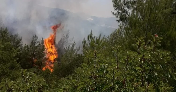 Alanya’da orman yangını; 5 dönüm alan kül oldu