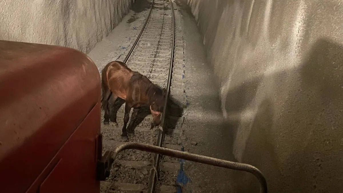 Raylara bağlanan atı, makinistler trenin altında kalmaktan son anda kurtardı Raylara bağlanan atı, makinistler trenin altında kalmaktan son anda kurtardı