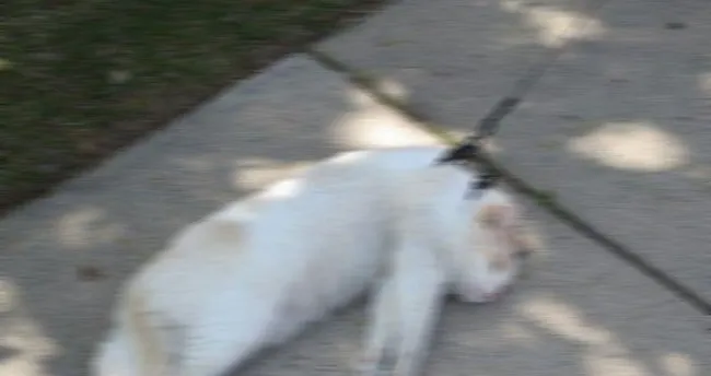 izmir de olu 4 kedi bulundu sabah