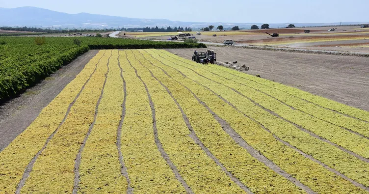 Merakla beklenen fiyatları TMO açıkladı