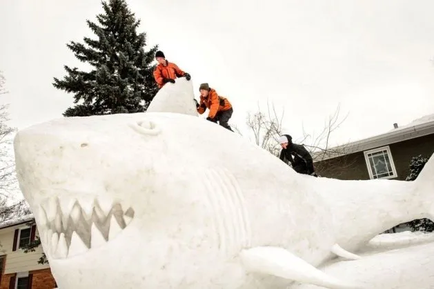 16 metrelik kardan köpek balığı