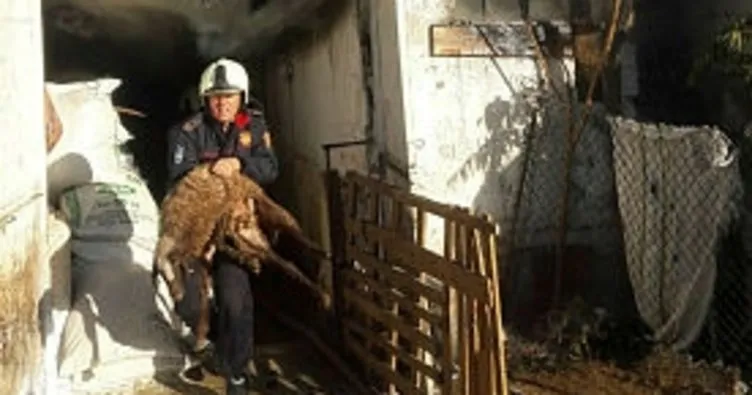 Ankara’da yanan ahırdaki koyunları itfaiye kurtardı