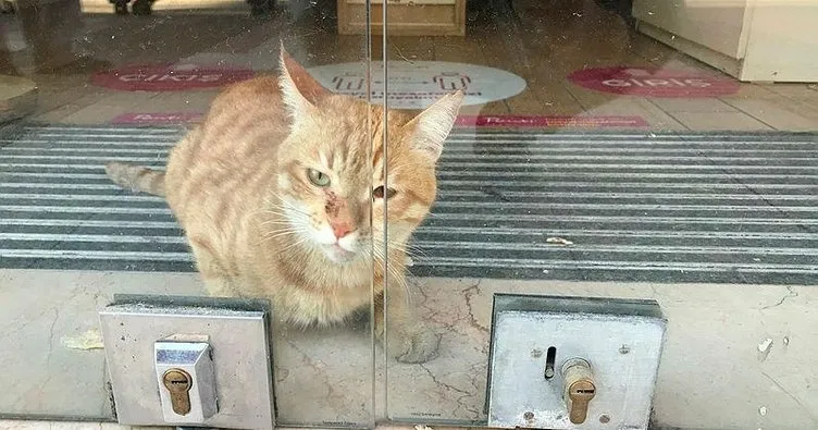 2 gündür mağazada mahsur kalan kedi kurtarıldı