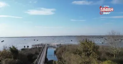 Kızılırmak Deltası’nda kuğularla görsel şölen | Video