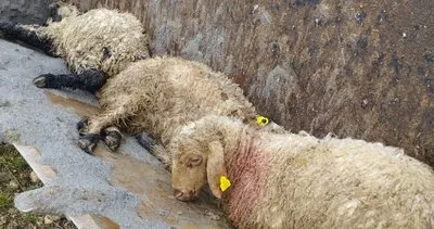 Erzincan’da kurtlar kuzuları telef etti #erzincan