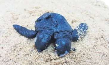 Mersin’de iki başlı deniz kaplumbağası