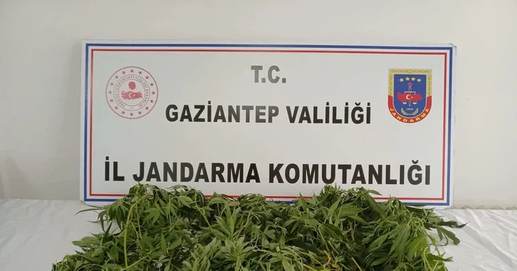 Kenevir operasyonunda 9 gözaltı