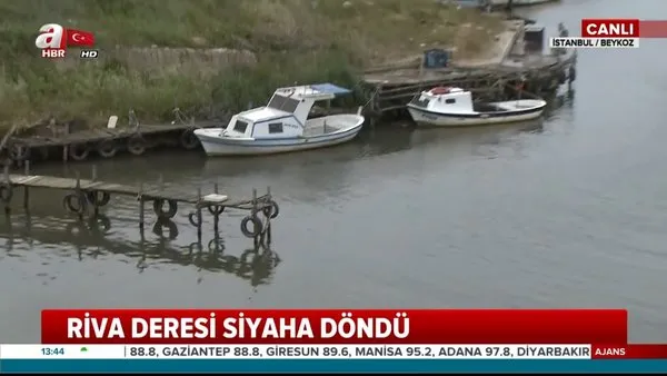 İstanbul Beykoz'daki Riva Deresi neden kirlendi? | Video