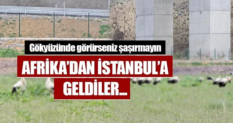 Leyleklerin İstanbul molası