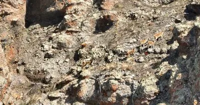 Yaban Keçileri Ağrı’nın sarp kayalıklarında hayran bıraktı #agri