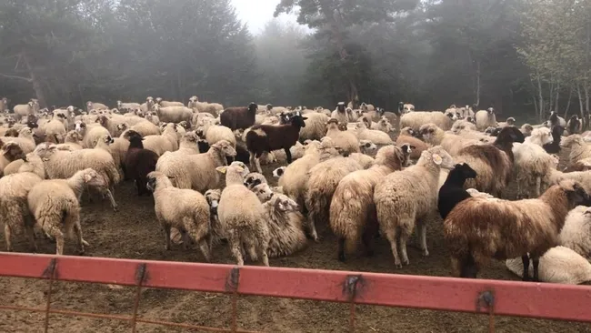 90-milyonluk-vurgunda-dikkat-ceken-detay-paralarla-bakin-ne-yapmislar-1624874130880.jpg İstanbul’da araç satma vaadiyle 90 milyonluk vurgun yapıp Tokat’ta çiftlik kurdular - 2