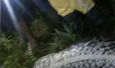 Endonezya’da 7 metrelik piton insan yuttu