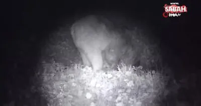 Bilecik’te doğada dolaşan ayı fotokapana yakalandı | Video