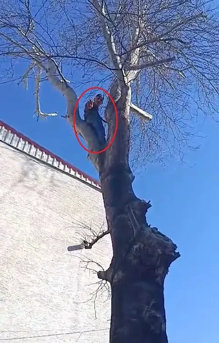 Maymun gibi ağaca çıktı polise el salladı: O ilimizde şaşkına çeviren görüntü!