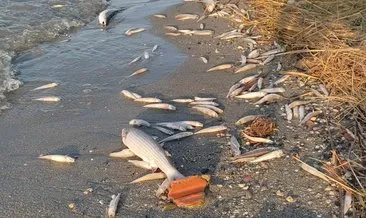 Avcılar’dan korkunç manzaralar gelmeye devam ediyor! Ölü balıklar kıyıya vurdu