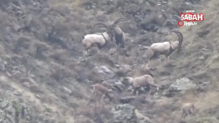 Nesli koruma altındaki yaban tekeleri böyle görüntülendi | Video
