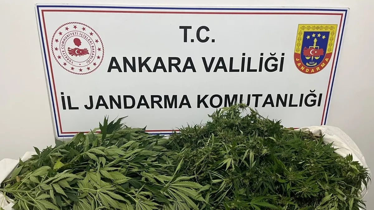 Haymana'da narkotik operasyonunda ele geçirilen kenevir bitkileri ve tohumlar