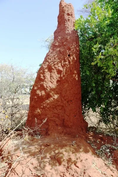Etiyopya’da büyüleyen karınca gökdelenleri