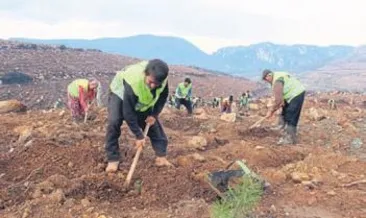 Yanan ormanlar tekrar yeşeriyor