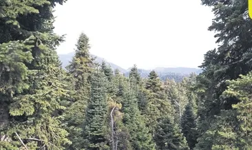 Baharda yağmur bereketi