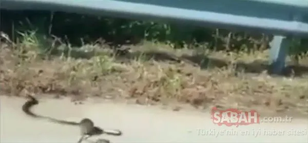 Vahşi doğanın fedakar anneleri