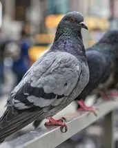 Bilim insanları şaşkına döndü! Güvercinlerin yön bulma sırrı karaciğerlerinde saklı olabilir