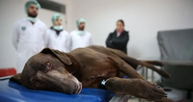 7 yaşındaki köpek başarılı bir ameliyatla kurtarıldı