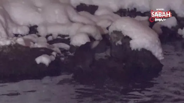 Koruma altında bulunan su samurları Munzur Çayında görüntülendi | Video