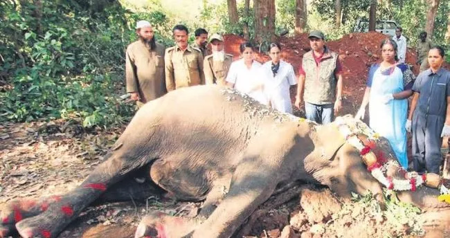Dünyanın en yaşlı fillerinden Indra öldü