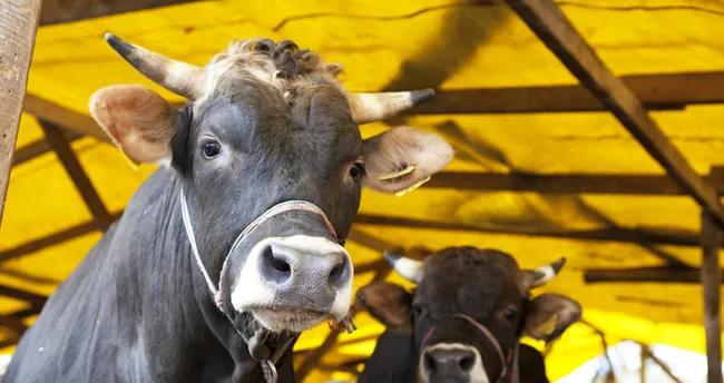 kurban bayrami tatili kac gun