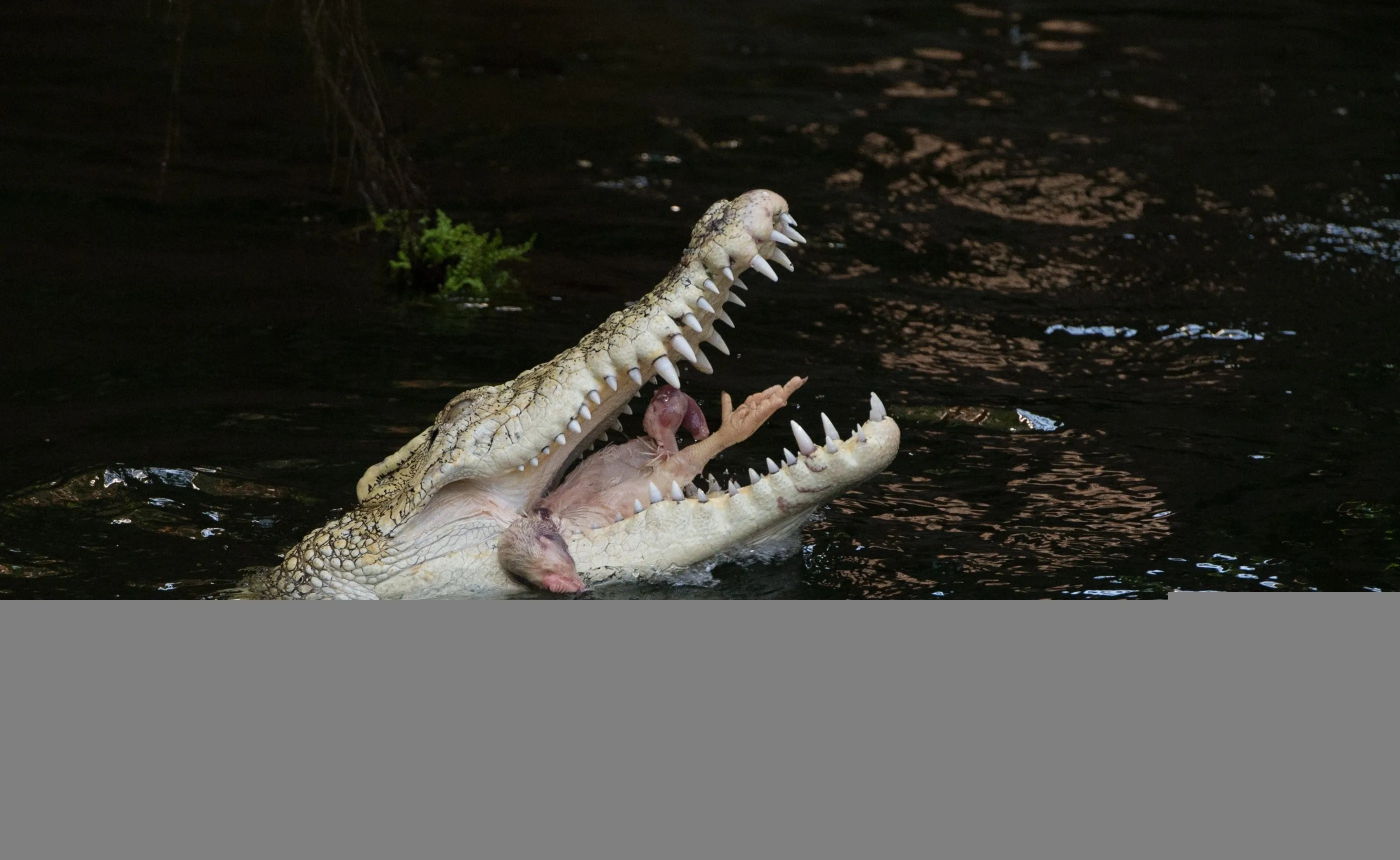 Гребнистый крокодил. Африканский гребнистый крокодил. Видео где крокодил. Африканский узкорылый крокодил. Гигантский гребнистый крокодил людоед.