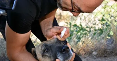 Hayvansever doktor, sahiplendiği hayvanları tedavi ediyor