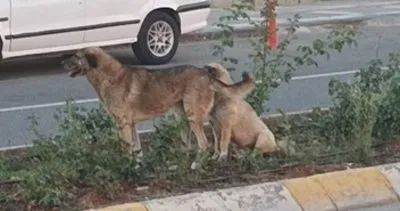 Şanlıurfa’da başıboş köpekler saldırmıştı! Köpekler kuduz çıktı… #sanliurfa