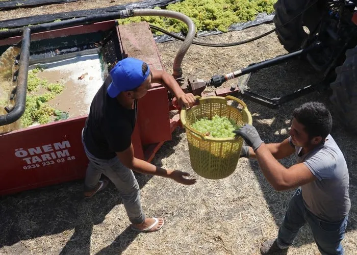 Manisa Ovası’nda üzüm kurutma sezonu başladı