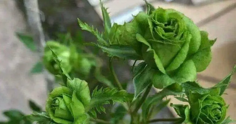 Karagül’e rakip çıktı: Yeşil Gül