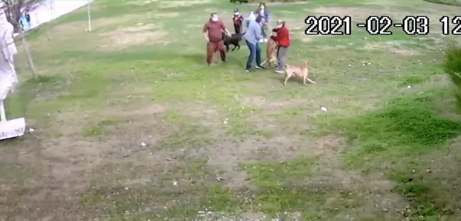 son dakika antalya daki pitbull