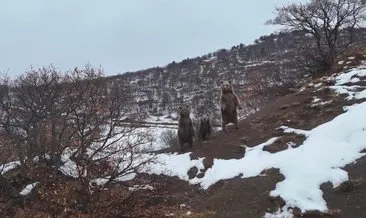 En güzel poz: Kış uykusuna yatmayan ayı ailesi fotoğrafçıya poz verdi #tunceli