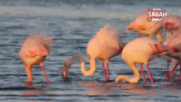 İstanbul’da göç etmeyen flamingolar kışın görüntülendi | Video