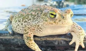 Kurbağa zehrinde dünyayı şaşırtan etki