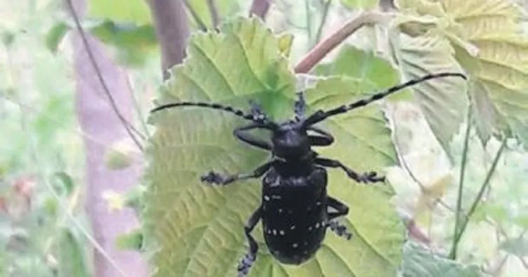 Fındıkta Drakula böceği alarmı