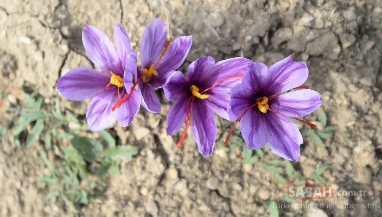 'Kırmızı altın' hasadı başladı!