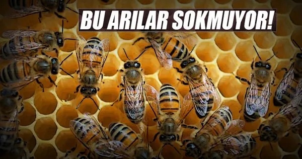 Mülayim Arılar!