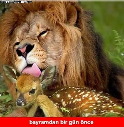 Yaklaşan Kurban Bayramı capsleri!
